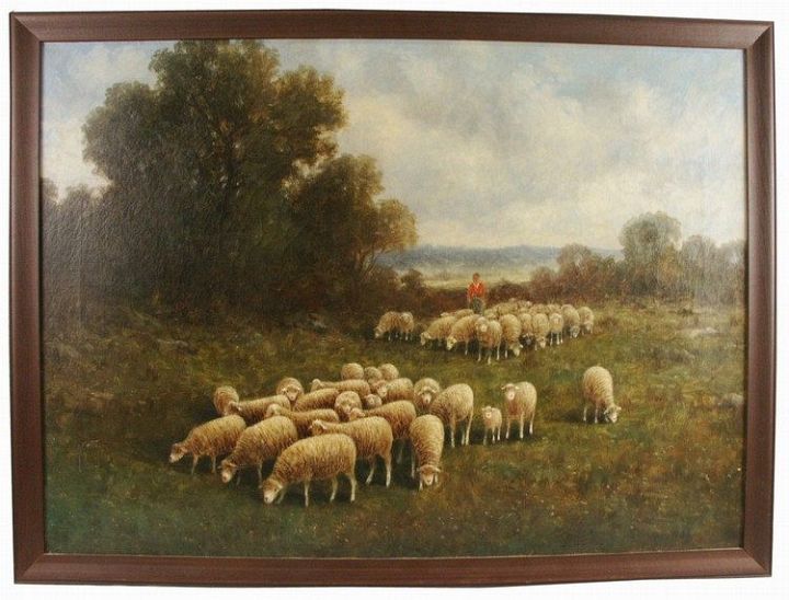 American Sheep Grazing