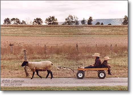 Amish Children with Sheep