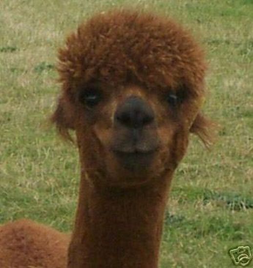 An Alpaca Named Caramel