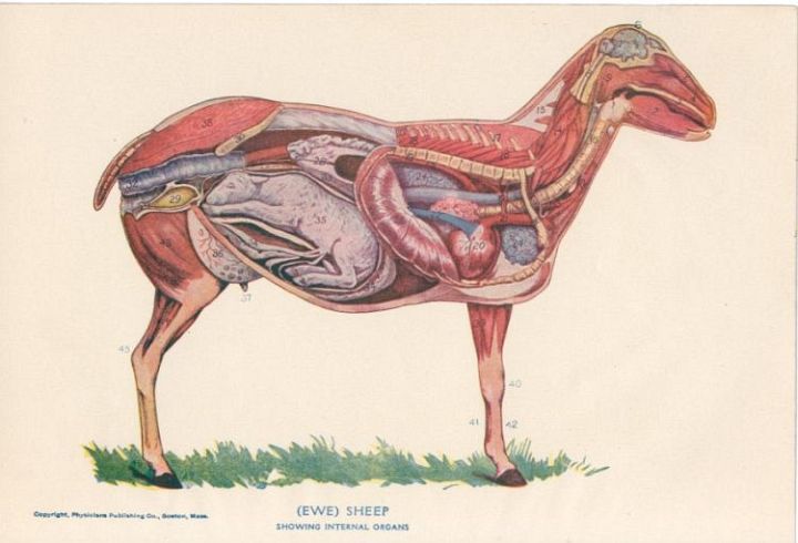 Sheep Images: Anatomy Pregnant Sheep