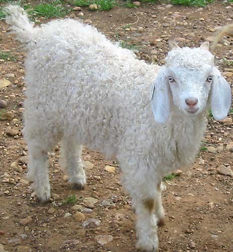 Angora Buck Kid