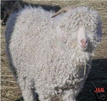 Angora Goat