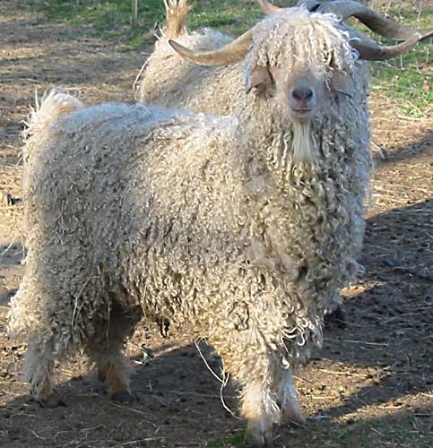 Angora Goat Beau