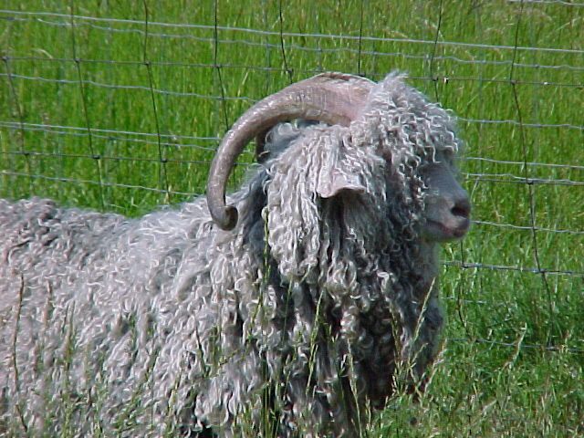 Angora Goat Profile