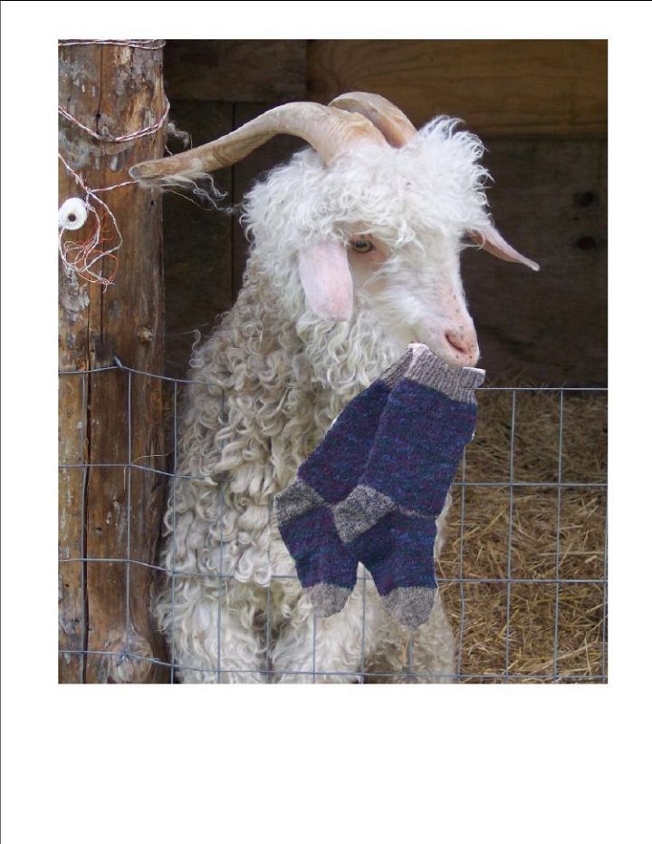 Angora Goat with Socks