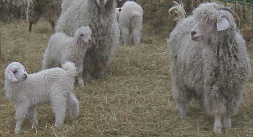 Angora Goats with Kids