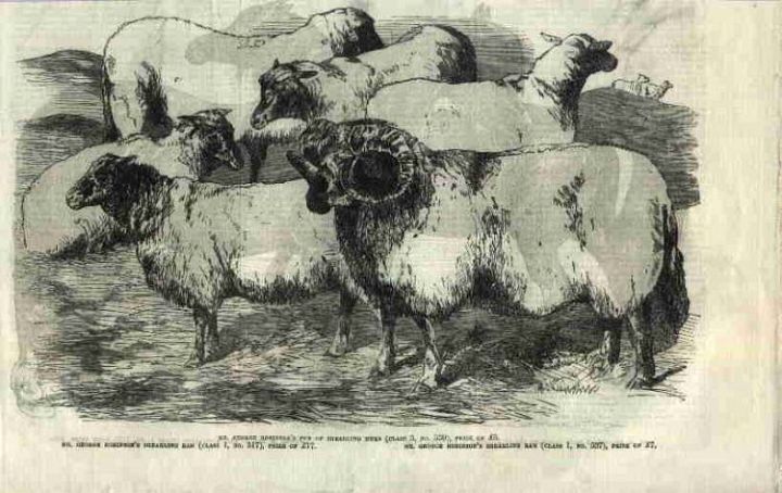 Antique Print of Sheep 1855