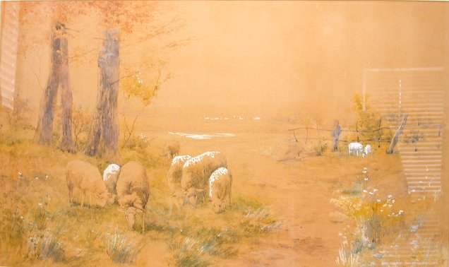 Apricot Sheep