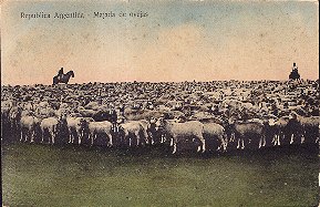 Argentina Sheep