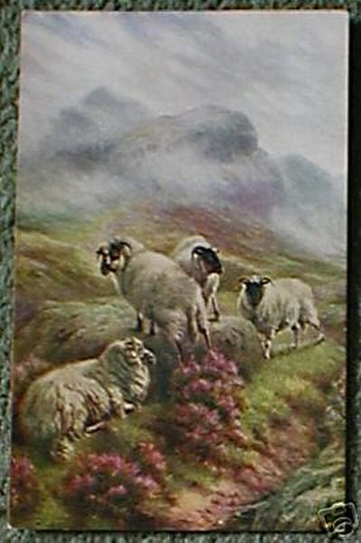 Art Card Sheep in the Highlands