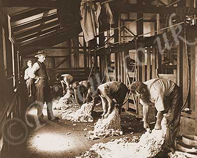 Australia Kerry Photograph Sheep Shearing Boards Nsw