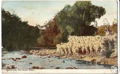 Australia PC Flock of Sheep By Rivers Edge