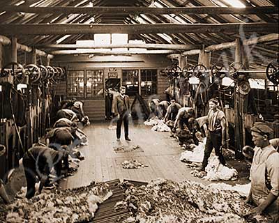 Australia Photograph Shearing Sheep Western Nsw