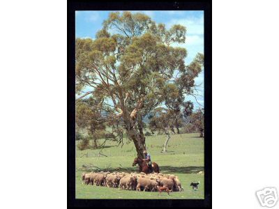 Australia Sheep Flock Under Tree