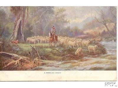 Australian Sheep