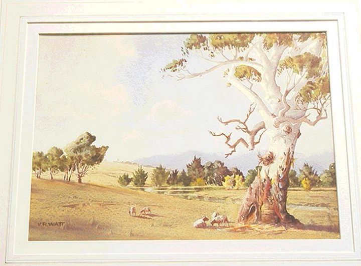 Australian Sheep Watercolor