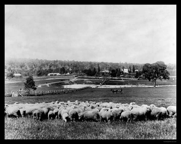 Australia Sheep Station Photo 1902
