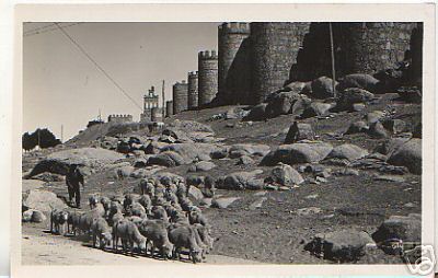 Avila Spain Rppc Ganado Lanar En Las Cercanias Sheep