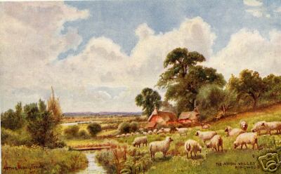 Avon Valley Sheep