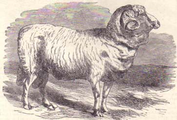Awmerinoorspanish132 Sheep