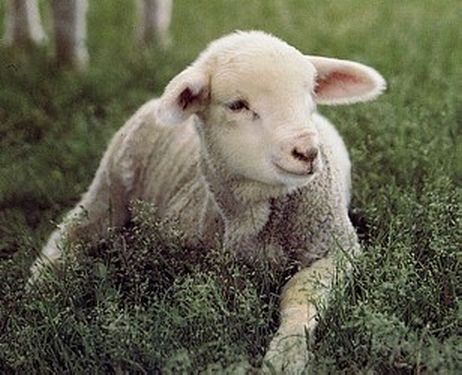 Baby Bw Sheep