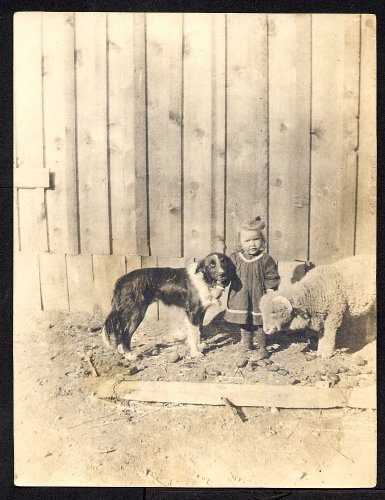 Baby Girl with BC and Sheep