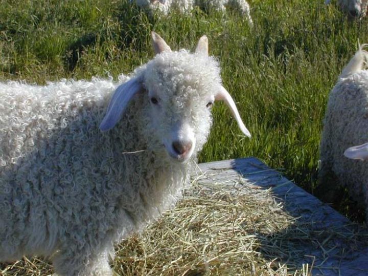 Babygoat Angora