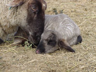 Badgerfaced Ewe and Lamb