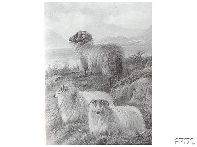 Bandw Highland Sheep