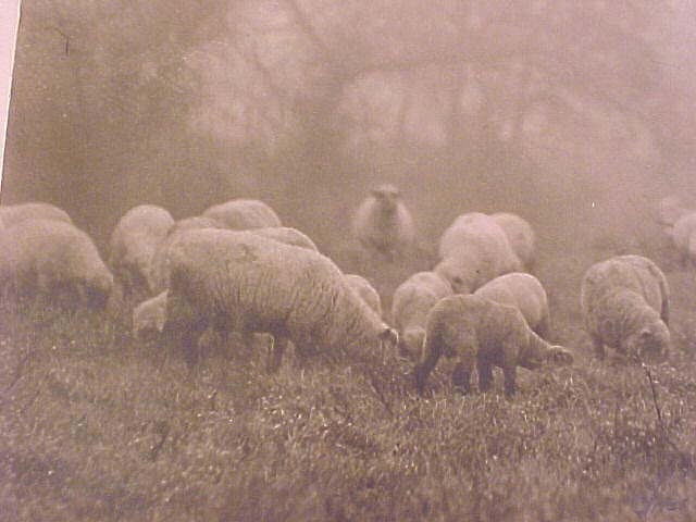 Bandw Photo Sheep on Pasture