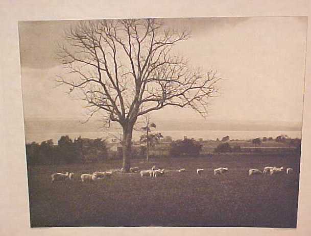 Bandw Sheep in Pasture