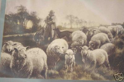 Band Sheep with Lambs