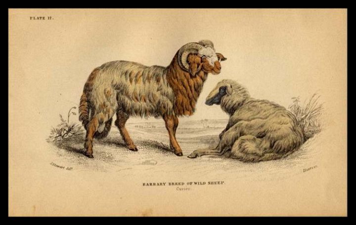 Barbary Breed of Wild Sheep