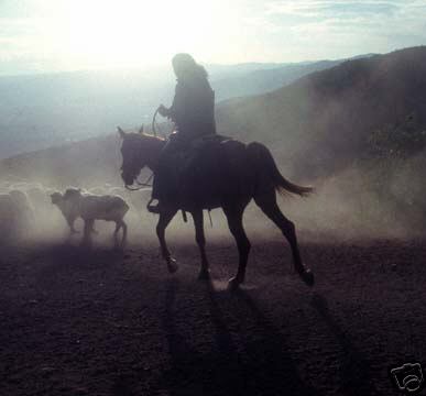 Basque Shepherd with Flock in Ut