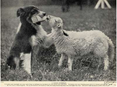 BC Feeding Lamb1