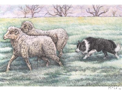 BC Herding Sheep1