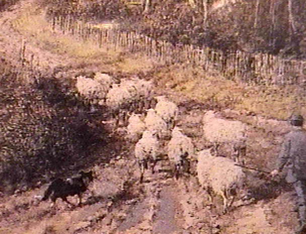 BC Shepherd Herd 12 Sheep