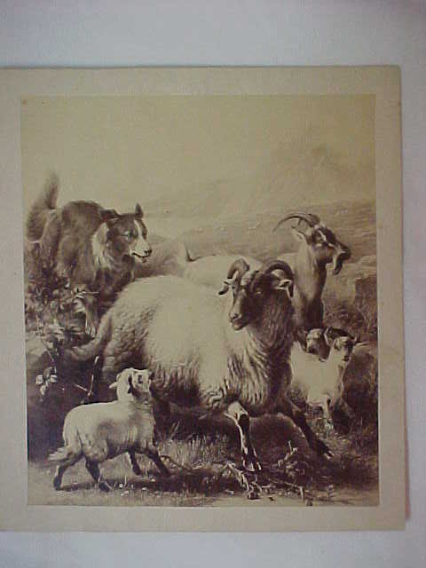 BC with Sheep and Goat