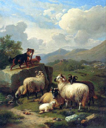 Bcs and Sheep in the Spring