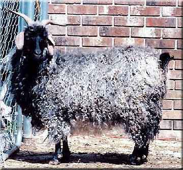 Beautiful Angora Goat Person