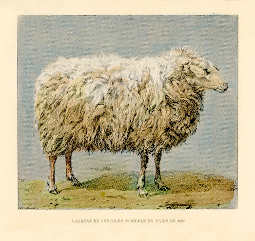 Beautiful French Sheepperson