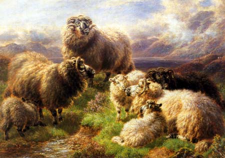 Beautiful Highland Sheep
