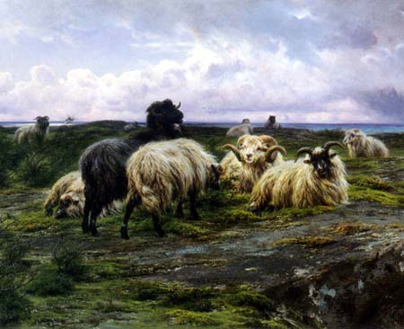 Beautiful Highland Sheep Flock