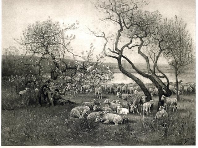 Beautiful Sheep Etching