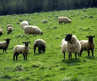 Beautiful Sheep in the Country