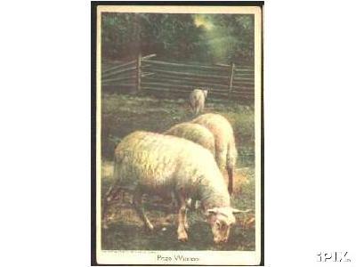 Beautiful Sheep Persons