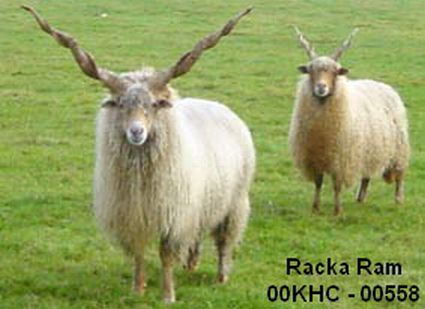 Beautiful Sheep Racka Ram