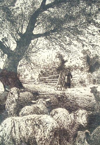 Beautifull Sheep Etching