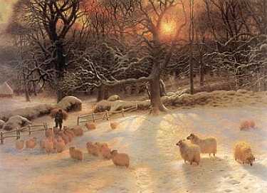 Beautifull Sheep in Snow