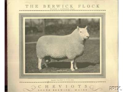 Berwick Cheviot Ram